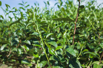tea farm with green leaf