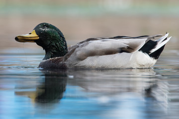 Mallard, Duck, Anas platyrhynchos