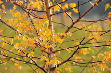 Jesienne żółte liście brzozy - obrazy, fototapety, plakaty