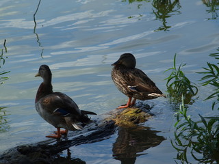 A Pair of Mallard DUcks