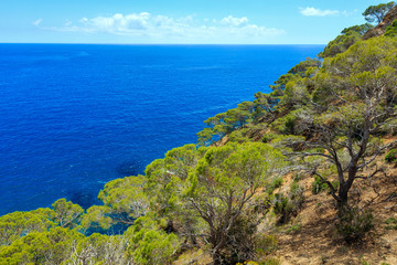 Pine trees above sea.