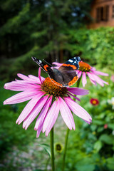 Beautiful butterfly on flower in the garden