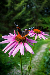 Beautiful butterfly on flower in the garden