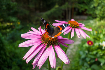 Beautiful butterfly on flower in the garden