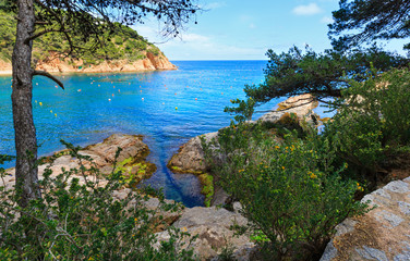 Fototapeta premium Pine trees above sea.