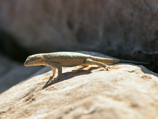 Desert Life, lizard - Utah, Arches National Park