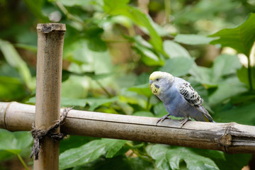 budgerigar