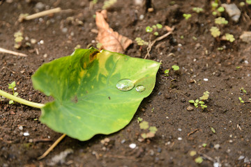 Drops on a Taro Leaf