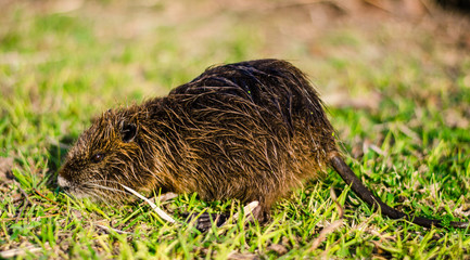 Close up photo of a nutria, also called coypu or river rat, against green background with bokeh

