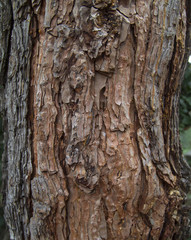 Fototapeta premium Tree bark texture (pine tree)