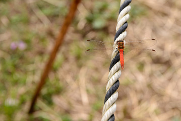 A Red Dragonfly Sitting on a Rope