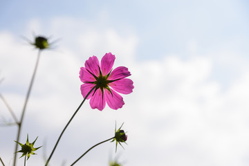 Cosmos Flowers