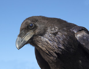 Portrait of a crow. Raven closeup of head
