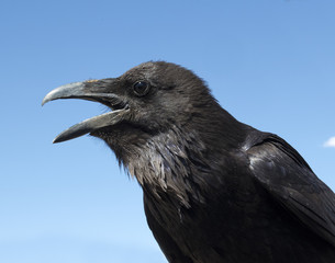 Portrait of a crow. Raven closeup of head
