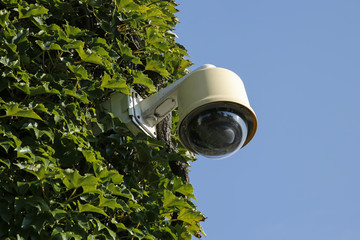 security camera on a wall covered with ivy