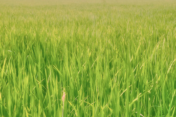 Soft focus on green grass field in vintage style background. Warm tone color.