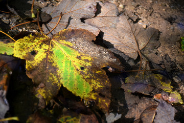 Leaf on ground/Beautiful withered leaf on gound trough sunshine
