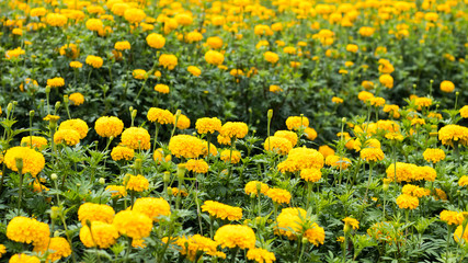Many yellow marigolds.