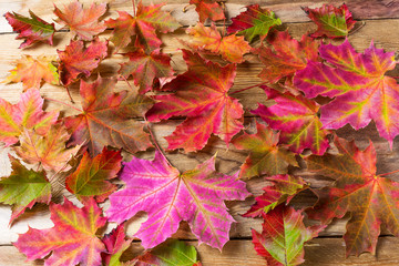 Naklejka na ściany i meble Colorful fall maple leaves background