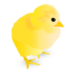 酉　ひよこ　年賀状　アイコン