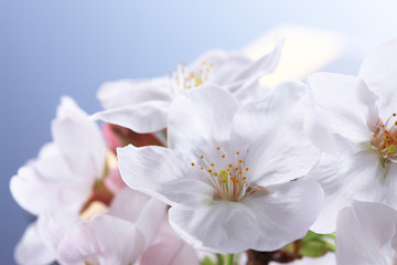 Naklejka na ściany i meble 桜、和風イメージ 