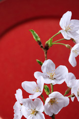 Obraz na płótnie Canvas 桜、和風イメージ 