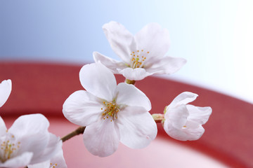 Fototapeta na wymiar 桜、和風イメージ 