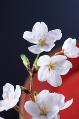 Naklejka na ściany i meble 桜、和風イメージ 