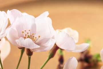 桜、和風イメージ 