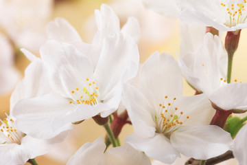 桜、和風イメージ 