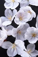 Obraz premium 桜の花びら