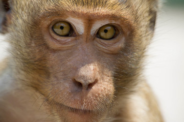 サルのポートレート
