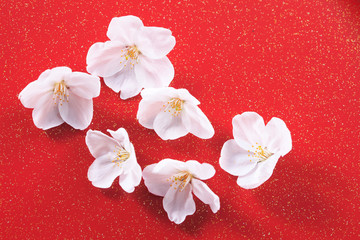 Fototapeta premium 桜