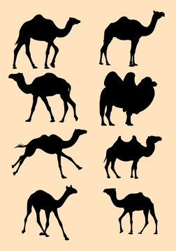 cute black camel and dromedaries silhouette