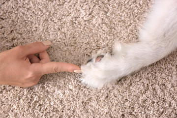 Female hand and dog paw on carpet
