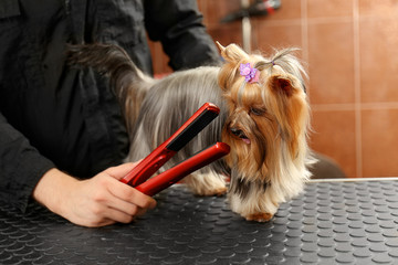 Canine hairdresser straightening dog's hair in salon