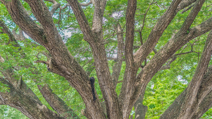 Samanea saman Tree
