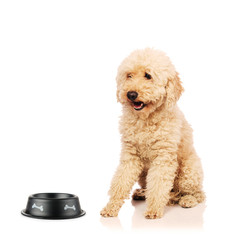 Nice poodle dog isolated on white