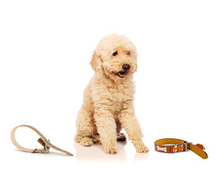 Nice poodle dog isolated on white