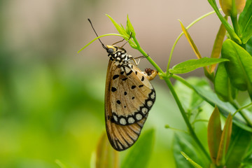 Tawny Coster butterfly (Acraea violae) laying eggs