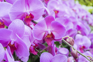 Fototapeta na wymiar Beautiful purple orchid - phalaenopsis