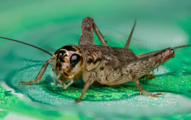 House Cricket (Acheta domestica)