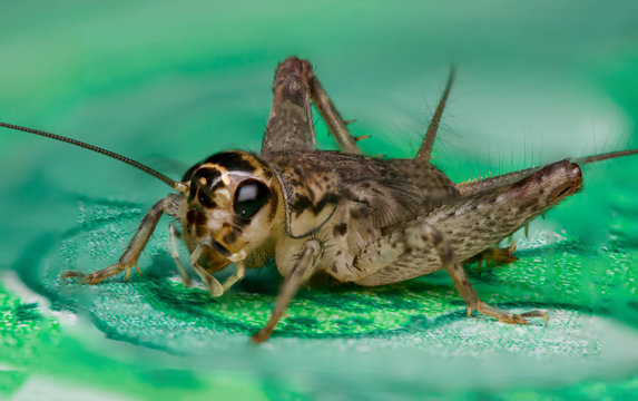 House Cricket (Acheta domestica)