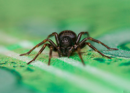 Small Black House Spider (Badumna loninqua) on the floor