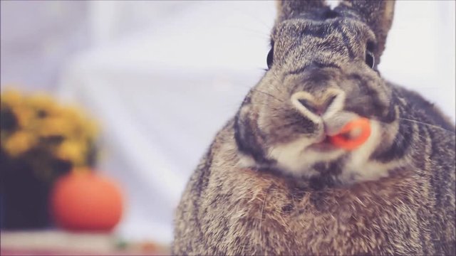 Small grey and white rabbit eats carrot twists in warm retro setting with yellow mums and a pumpkin in background