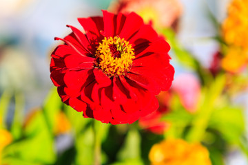 Zinnia flowers at farmer's market