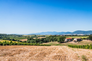 Fototapeta na wymiar Champs de vignes dans la vallée du Rhône