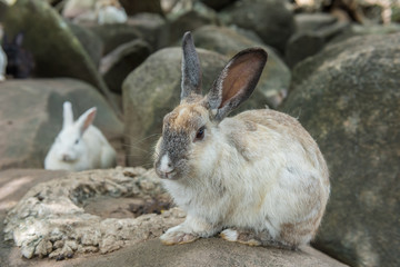 Naklejka na ściany i meble Little rabbit on rock