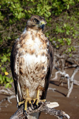 Galapagos Hawk,Santiago Island, Galapagos Islands, Ecuador