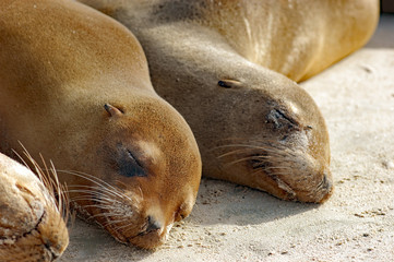 Sea lions up-close on Galapagos beach